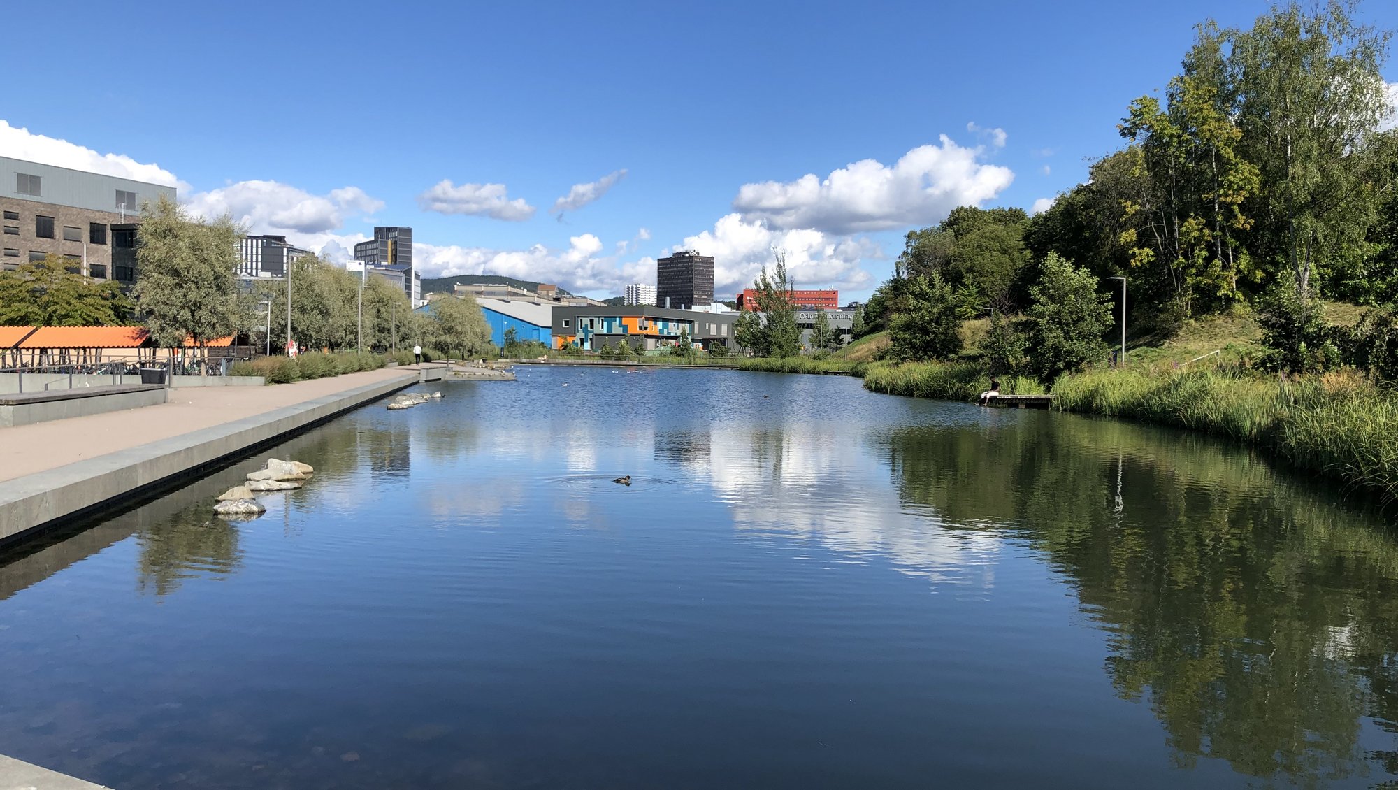 A very big body of water is surrounded by concrete walls. In the water are several ducks. On the left side is the city, and on the right side nature is leaning onto the water,
