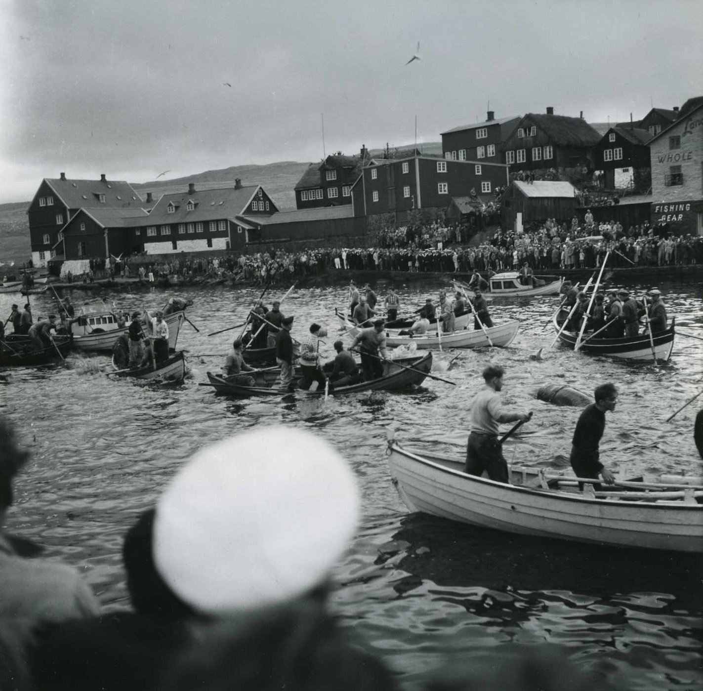 Hunt for pilot whales at the habour. People standing and sitting in each of their kayak