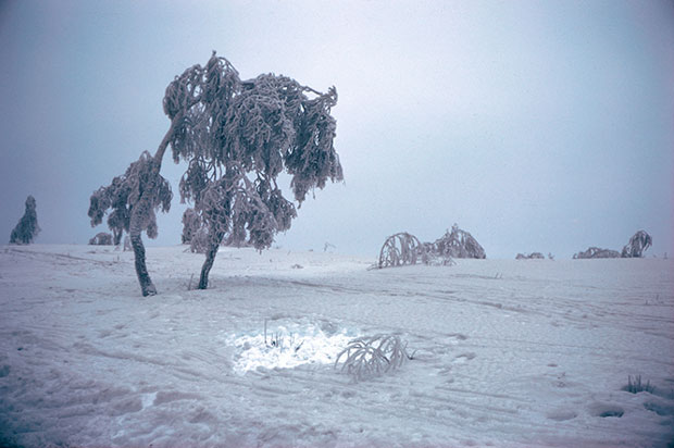 A snow landscape with a tree. The snow looks dirty and dark.